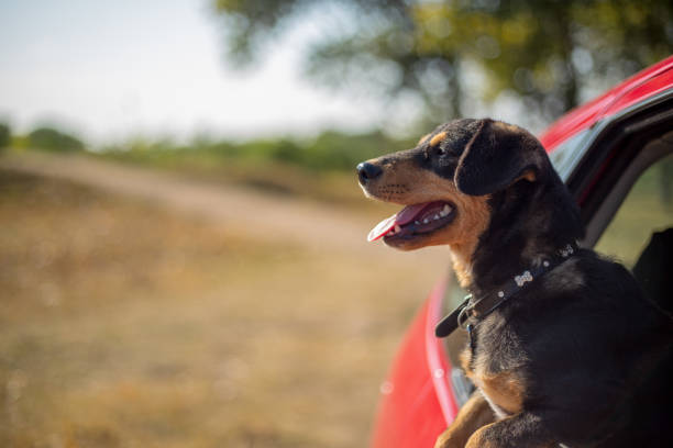 istock Happy dog has her head out a car window 1136231484