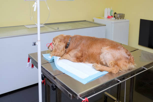 istock old spaniel dog by anesthesia on the operating table 1136232393