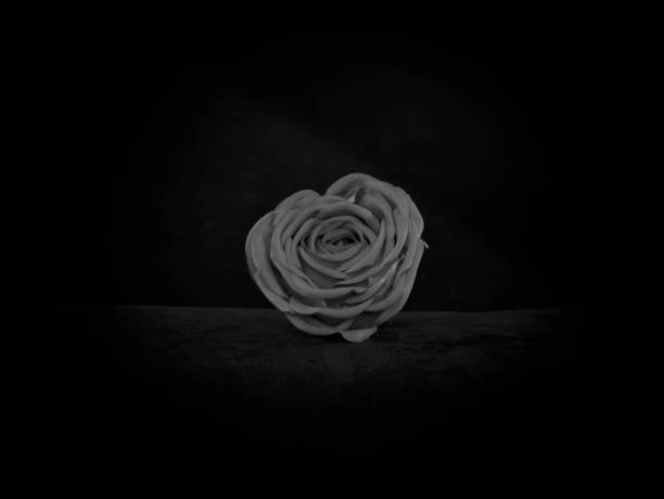 istock black roses on a black abstract background 1136232577