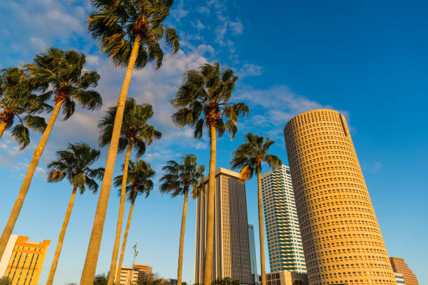 Palmeras y rascacielos en el centro de Tampa al atardecer - foto de stock