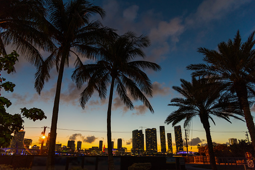 Miami beach at sunset with palm trees on the foreground. Southern Florida, USA