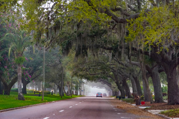 istock Spanish moss and oak trees in Venice 1136235059
