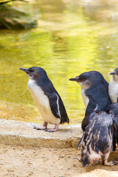 istock Little Penguins in Australia 1136235070