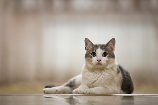 Portrait of nice white and gray domestic cat with big round green eyes laying relaxed outdoors on blurred light sunny copy space background. Animal world concept.