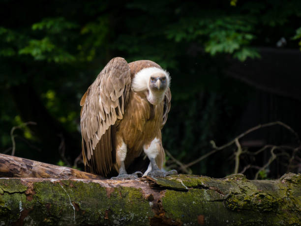 istock Close view of a vulture from up front 1136235349