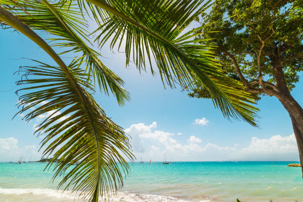 istock Palm tree by La Datcha turquoise sea in Guadeloupe 1136235883