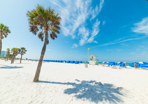 istock White sand and palm trees in Clearwater 1136235960