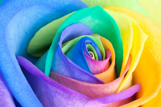 istock Close up of a rainbow rose 1136236008