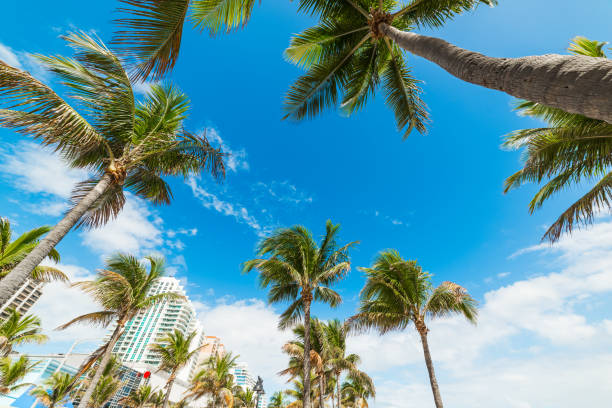 istock Palm trees and skyscrapers in Fort Lauderdale seafront 1136236021
