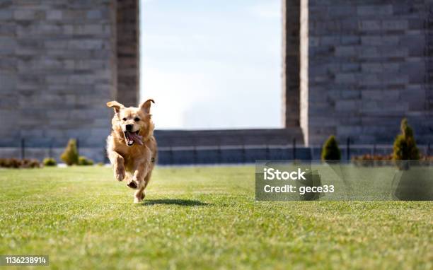 Foto de Retriever Dourado Bonito Que Funciona À Câmera e mais fotos de stock de Cão - Cão, Correr, Jardim particular