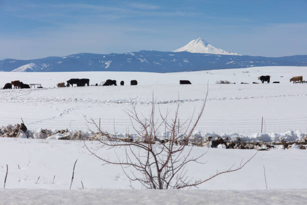 istock Eastside of Mt.Hood 1136239870