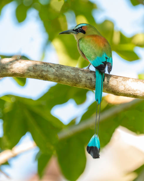 Turquoise-browed motmot A turquoised-browed motmot sits in a tree in El Coco, Costa Rica. el coco stock pictures, royalty-free photos & images