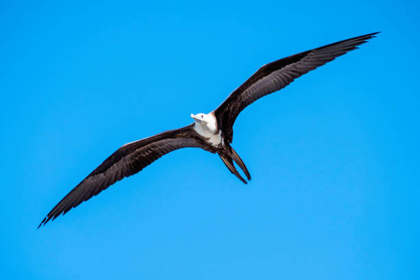 istock Magnificent frigatebird soaring 1136239956