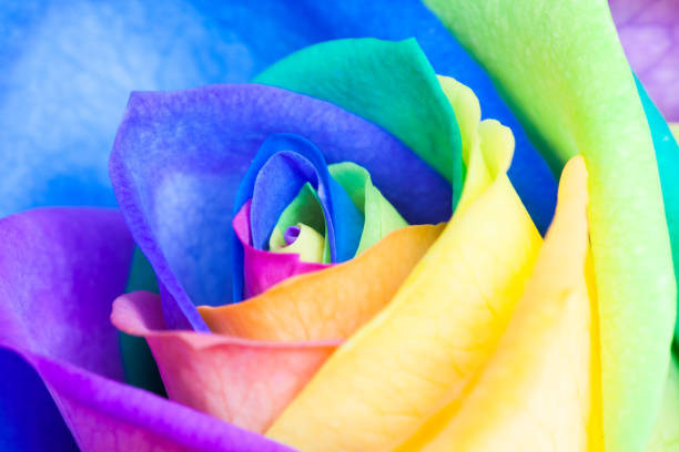 istock Close up of a rainbow rose 1136239992