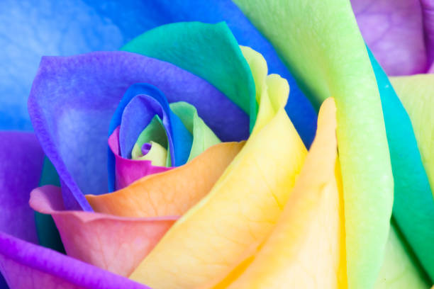 istock Close up of a rainbow rose 1136239998