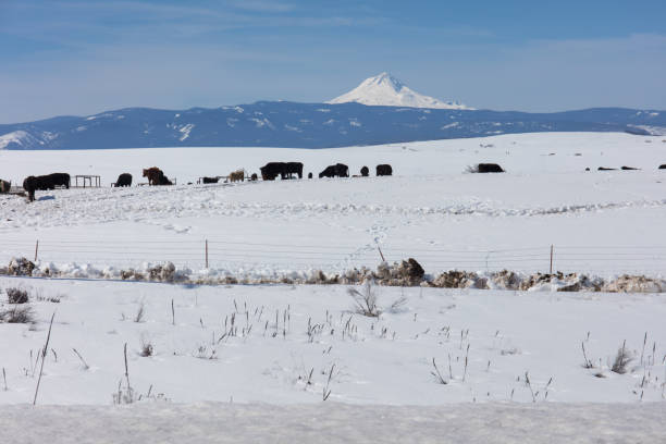 istock Eastside of Mt.Hood 1136240060