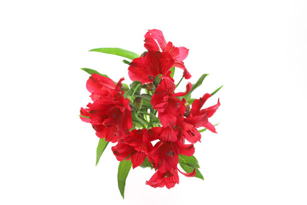 istock alstroemeria in a white background 1136240213
