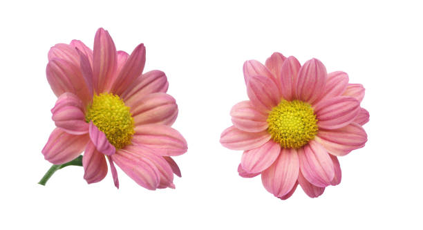 istock flower head of chrysanthemum in a white background 1136240224