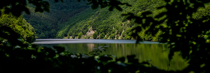 Green trees growing on the shore of a lake