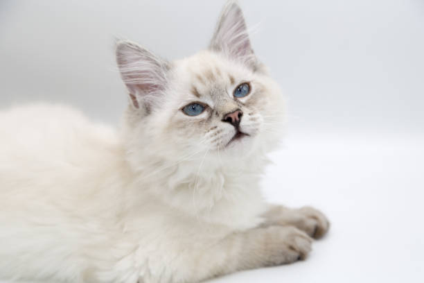 istock Neva Masquerade, Siberian kitten 1136240278