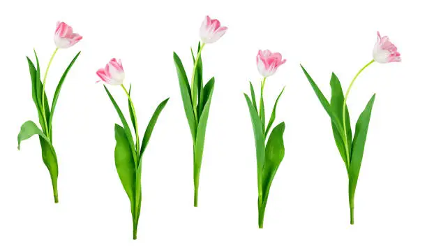 collection of tulip flowers isolated on white background with saved clipping path included
