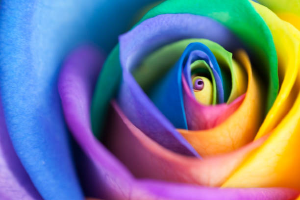 istock Close up of a rainbow rose 1136241221