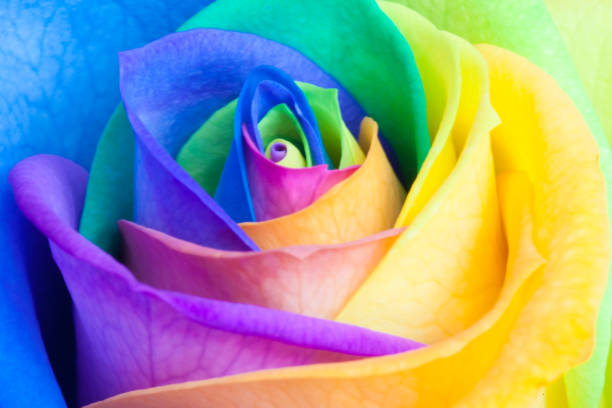 istock Close up of a rainbow rose 1136241322