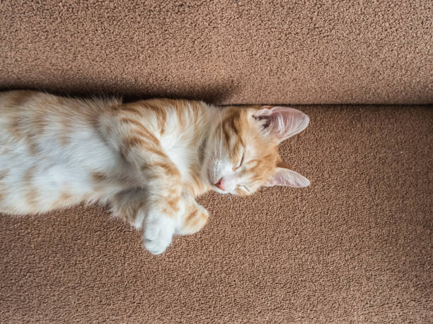 istock Beautiful little red cat lying on a soft couch 1136241334