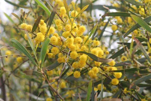 istock Mimosa flowers on a twig 1136241363