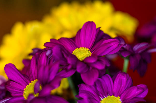 Beautiful bright purple and yellow chrysanthemum flowers, selective focus