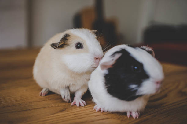 istock Cute baby guinea pigs on table 1136241816