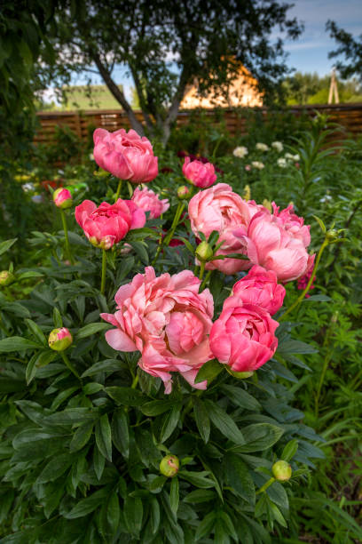 istock Herbaceous Peonies 'Coral Charm' in flower 1136242849