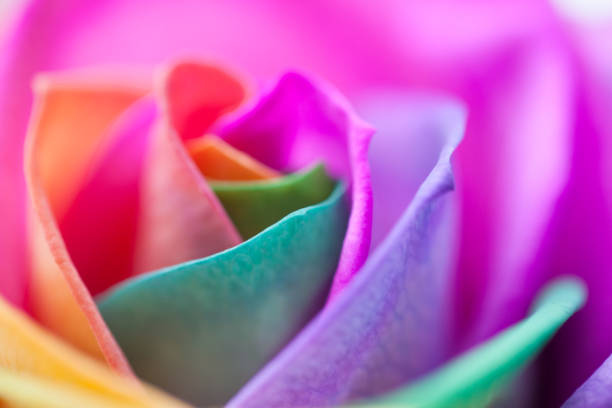 istock Close up of a rainbow rose 1136244849