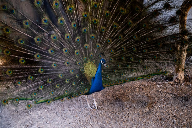 Peacock in The Coop