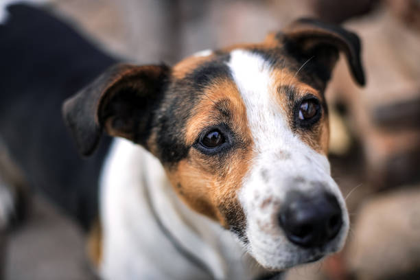 istock Domestic dog close up 1136247112
