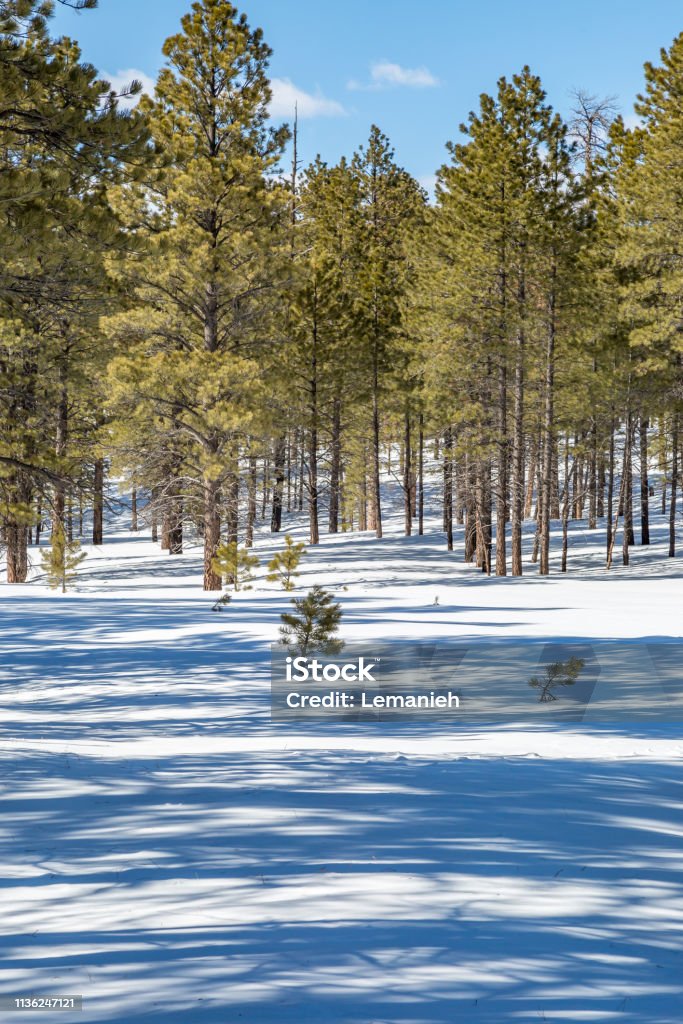 Snowy Woodland at Bryce Canyon Tree shadows in the snow, at Bryce Canyon National Park, Utah Beauty Stock Photo