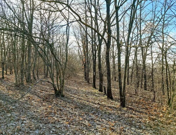istock Young forest in early spring landscape nature 1136247840