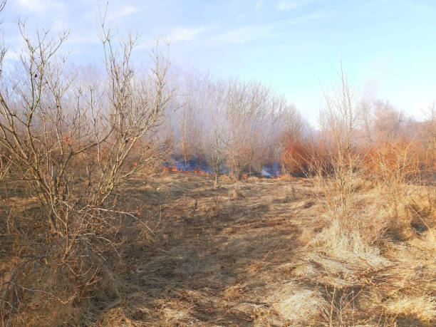 istock Burning dry grass in the forest. Forest fire disaster 1136247864