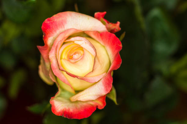 Beautiful yellow-red Rose flower on dark background. Nature. Greeting card