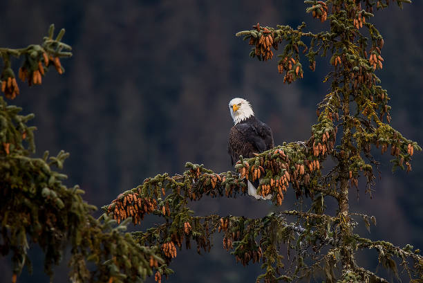 bald eagle perching w: preserve haines alaska - haines zdjęcia i obrazy z banku zdjęć