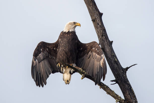 istock Bald Eagle perching at Preserve Haines Alaska 1136249810
