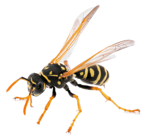 istock Close up of wasp isolated on white background 1136250577