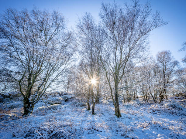soleil d'hiver bas avec les ombres et le ciel bleu dans la campagne rurale enneigée de yorkshire england avec des arbres - frozen ice sky sun photos et images de collection