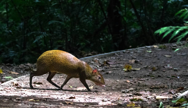 Central American agouti, Costa Rica Central American agouti (Dasyprocta punctata), Monteverde Cloud Forest Reserve, Costa Rica. dasyprocta stock pictures, royalty-free photos & images