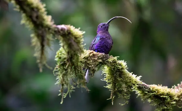 Violet sabrewing (Campylopterus hemileucurus), adult male, sticking his tongue way out. Monteverde National Park, Costa Rica.