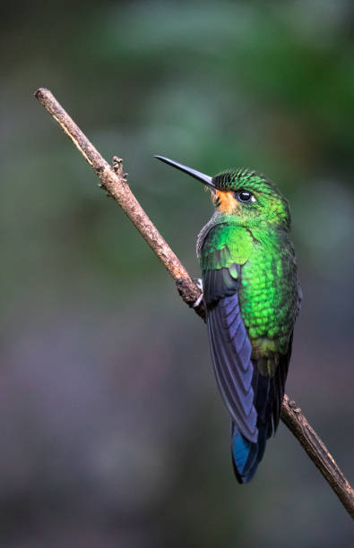 istock Purple-throated mountaingem, Costa Rica 1136250746