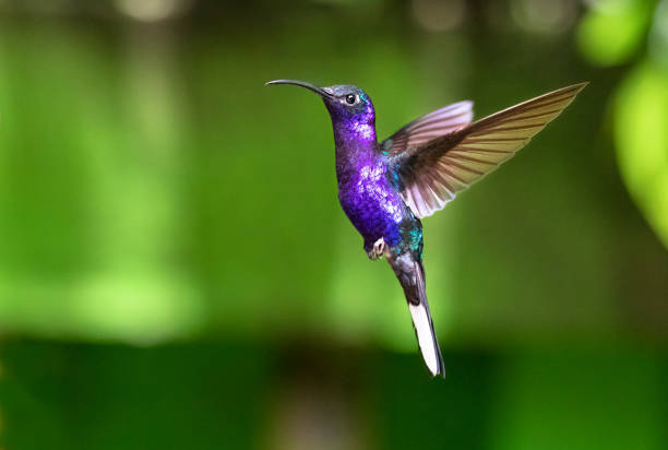 istock Violet sabrewing, Costa Rica 1136250762