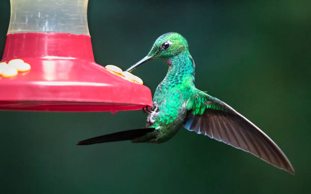 istock Green-crowned brilliant, Costa Rica 1136250780