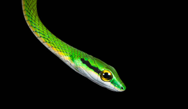 satiny parrot snake, costa rica - central america flash imagens e fotografias de stock
