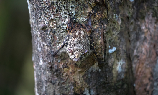 Proboscis bat, Costa Rica photo